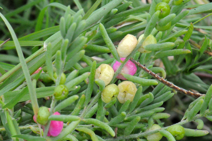Ruby-Saltbush has white or greenish inconspicuous flowers that are less than 3mm across, flowers are solitary and grow from axillary buds at the base of leaves. Enchylaena tomentosa